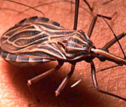 Identifican un gen que ayuda al sistema inmune a defenderse frente a la enfermedad de Chagas