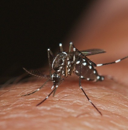 Detectan el primer caso de Chikungunya en San Luis Potosí