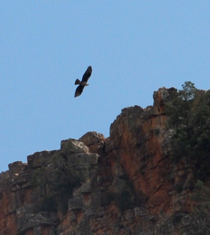 Existe caza furtiva en la Sierra de San Miguelito: Segam