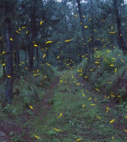 Sobrecarga turística asecha a luciérnagas en bosques de México