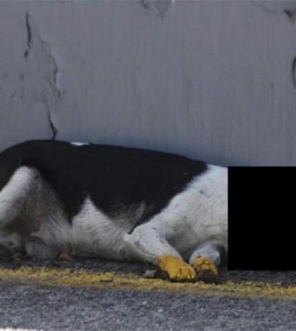 Pintan las patas a un perro muerto en Oaxaca para dividir vialidad