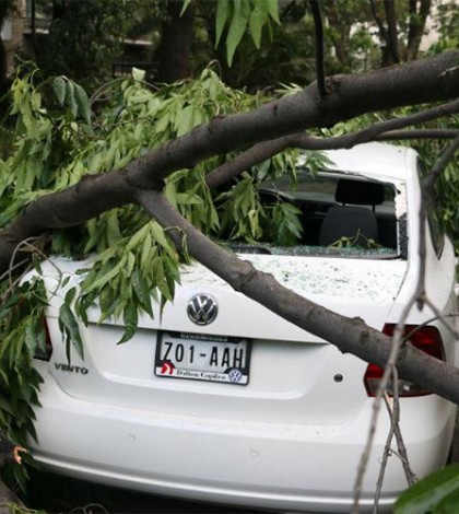 ¿Qué seguro cubre la caída de árbol en tu auto o casa?