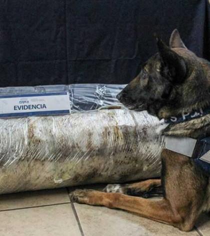 Perro policía intercepta 45 kilos de mariguana en Puebla