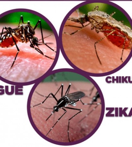 Se registran siete casos de dengue, zika y chikungunya en el Altiplano