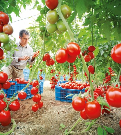 San Luis Potosí ocupa el tercer  lugar nacional en producción de tomate: Carreras