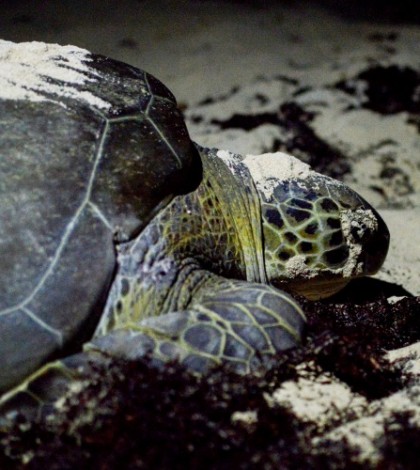 Arriban tortugas marinas a costas michoacanas