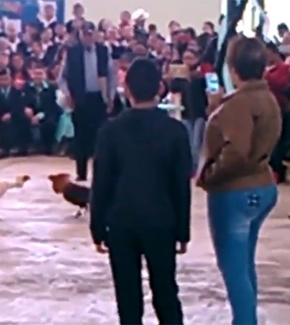 Director de una escuela en Ecatepec organiza pelea de gallos como fin de cursos