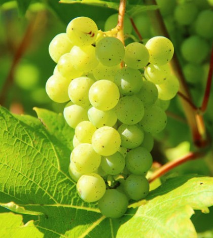 Viñedo austriaco de 500 años rinde primer lote de vino