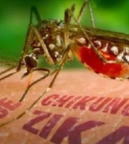 Exhortan a reforzar medidas para evitar la proliferación del mosco del Dengue, Zika y Chikungunya