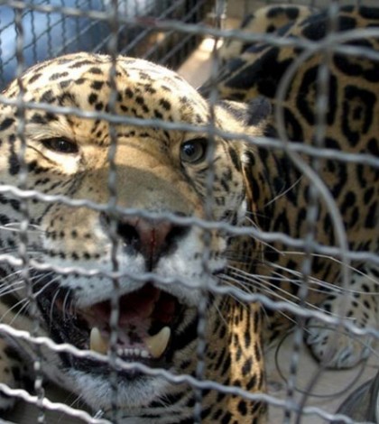 Jaguar muerde a dos empleados en zoológico de Morelos