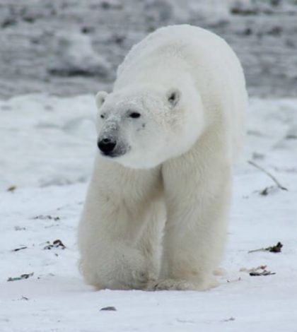 Osos polares sitian a científicos rusos