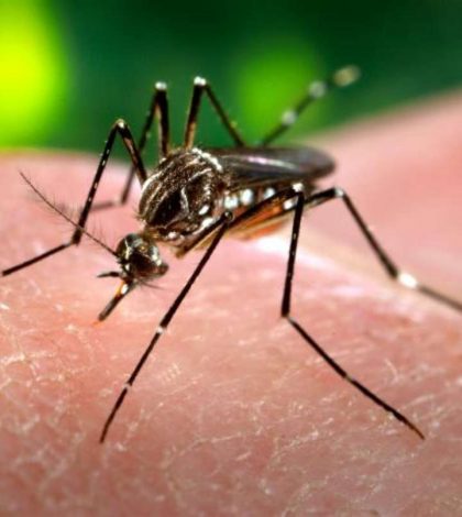 Impondrían cerco  sanitario ante la  presencia del Zika  en el Estado