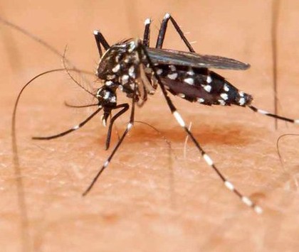 El Comité de Emergencia de la OMS se reúne para evaluar la epidemia de zika