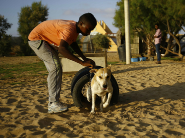 Los perros callejeros de Gaza ya tienen un refugio