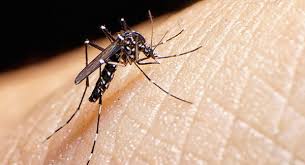 Impondrían cerco sanitario ante la presencia del Zika en el Estado
