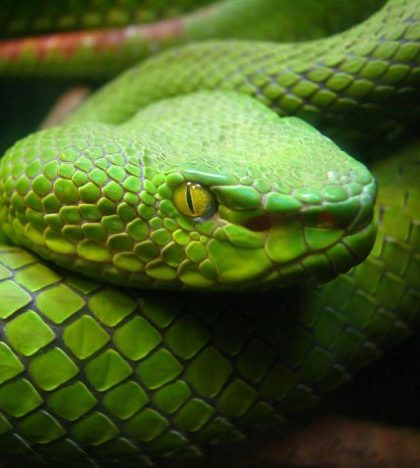 ¿Sabías que en   Irlanda no hay serpientes?