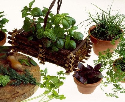 La importancia de  las plantas en la salud