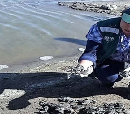 Catástrofe ambiental amenaza al lago Titicaca: más de 10 mil ranas muertas: Serfor