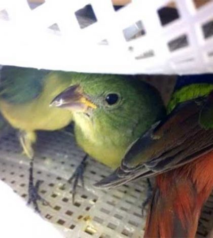 Caen dos españoles por tráfico de aves en el aeropuerto capitalino