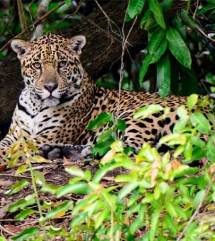 Anuncian 14 nuevas reservas para conservación del jaguar