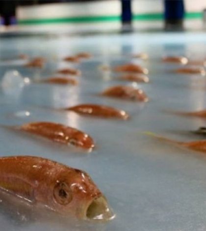 Cierran pista de patinaje en Japón por congelar 5 mil peces