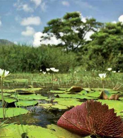 Decretan tres nuevas áreas naturales protegidas en Veracruz: Conanp