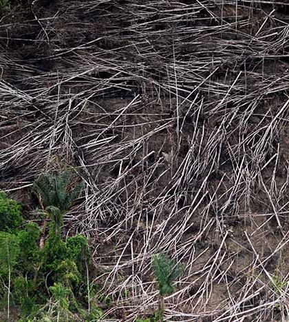 Deforestación arrasa con la Amazonia; registra peor nivel en casi una década: INPE