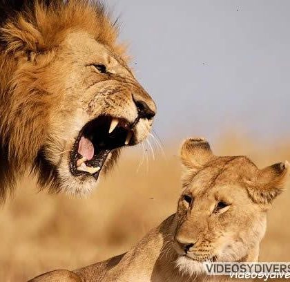 Graban a leones curiosos por un bebé vestido de león