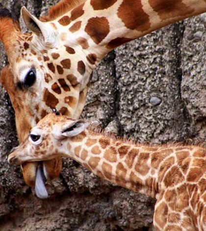 Presumen el nacimiento de dos jirafas en zoológicos de la CDMX