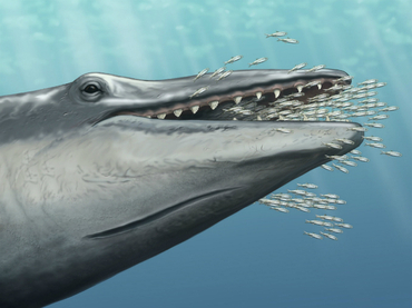 Un fósil de una ballena prehistórica da claves sobre su evolución