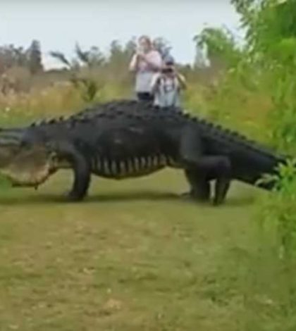 Este enorme cocodrilo hizo que todos se preguntaran si es real o es Photoshop