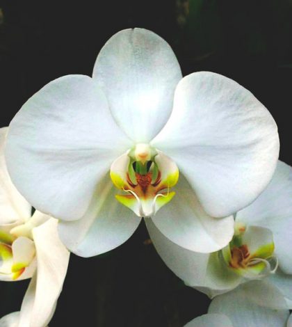 Encuentran una  nueva orquídea mexicana