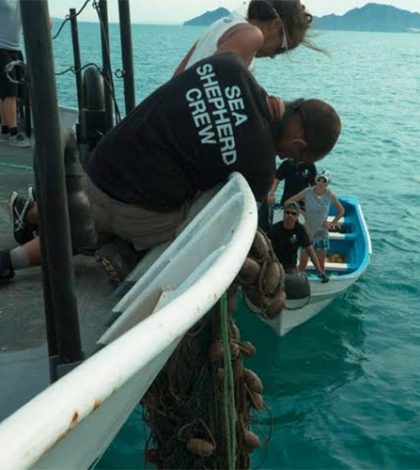 Exhorta WWF frenar totalmente la pesca en hábitat de la vaquita marina