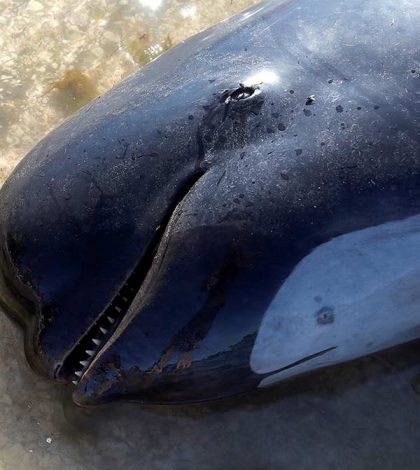Hallan muertas a 300 ballenas piloto en Nueva Zelanda