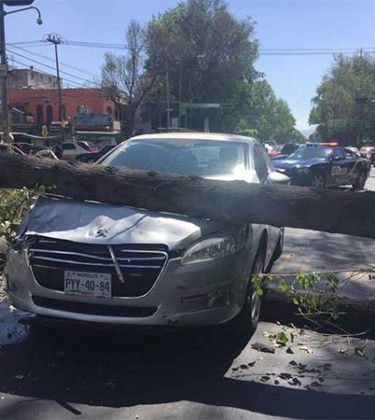 Cae árbol de 15 metros sobre auto en Eje Central