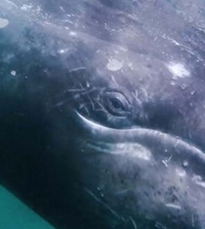 ‘La Niña’ provoca que ballena gris viaje al sur en busca de calor: científicos