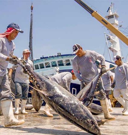 Dos buques mexicanos logran captura histórica de atún