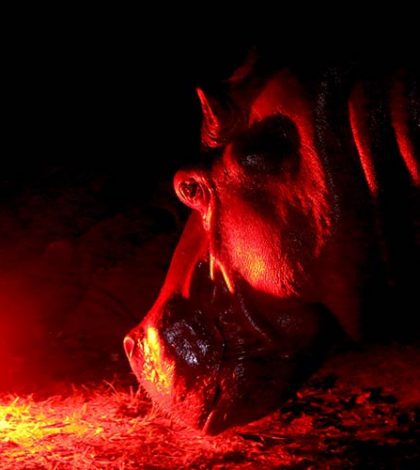 Hipopótamo en estado delicado tras ser agredido en zoológico
