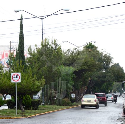 Tira Ayuntamiento árboles en la capital