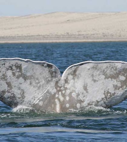 El calentamiento global y sus efectos en la ruta de la ballena gris