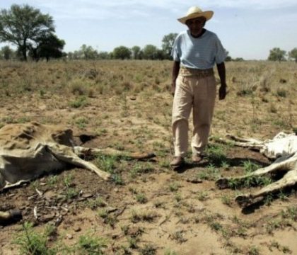 Escasez de agua causa  primeras muertes de ganado