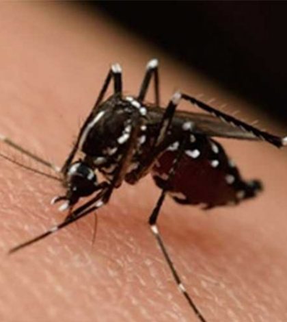 Mexicanos experimentarán vacuna contra el zika en Reino Unido