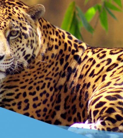 Llaman a niños de Tamaulipas a ponerle nombre a jaguar