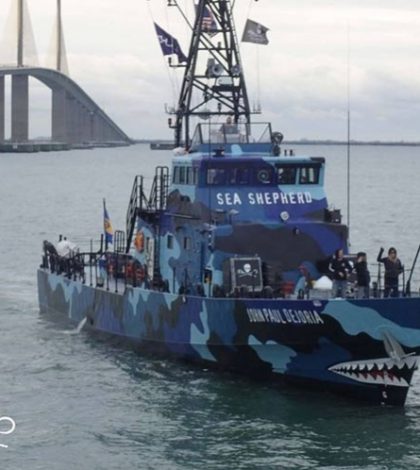 ONGs exigen seguridad para agrupación que protege a vaquita marina
