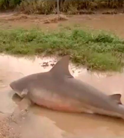 Ciclón ‘Debbie’ deja tiburón toro en las calles de Australia