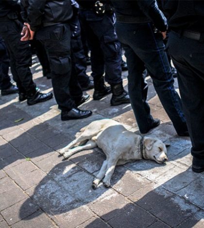 Congreso de Chihuahua exige sancionar a policías que maltraten a animales
