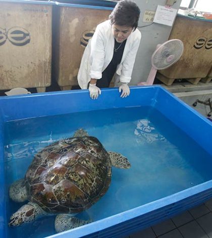 Salvan a tortuga que se tragó más de 900 monedas en Bangkok