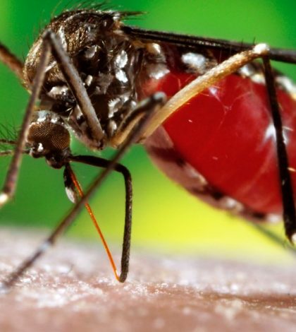 Mosquito del dengue viene más agresivo y podría causar casos hemorrágicos