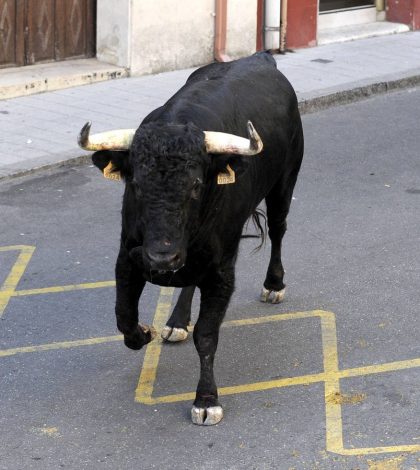 Toro que se “paseaba” por calles de San Luis causó expectación