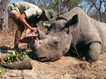 Rinoceronte es abatido por cazadores furtivos en Nepal